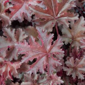 Heuchera 'Chocolate Ruffles'PBR ---